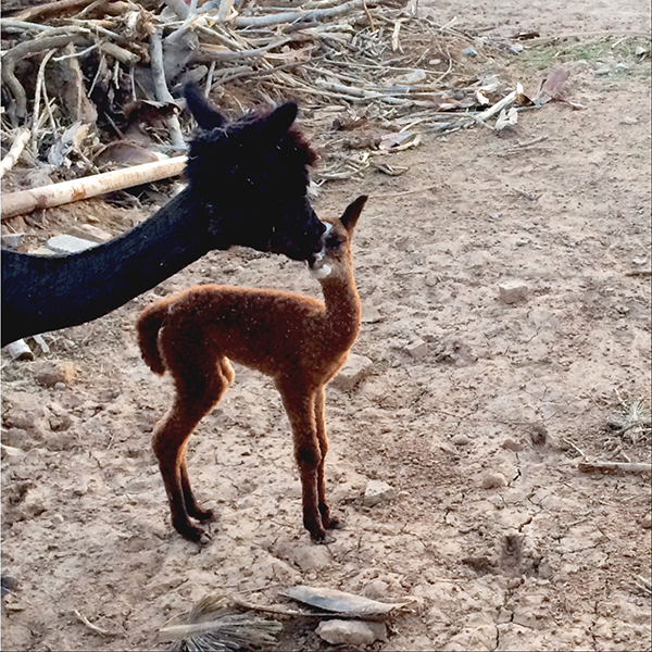 Alpaca Farm