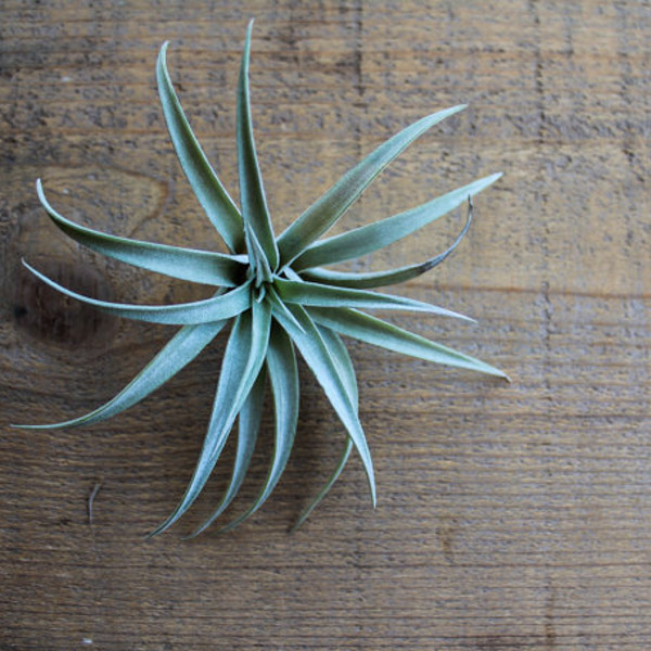Air Plant