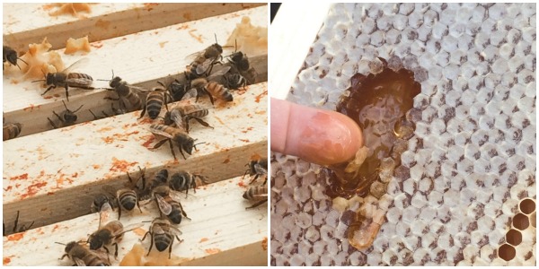 Bee Local