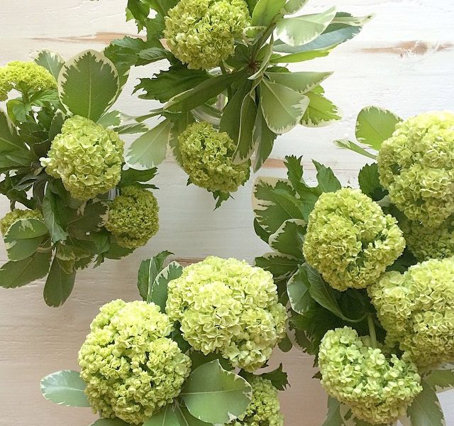 Trader Joe's Flowers