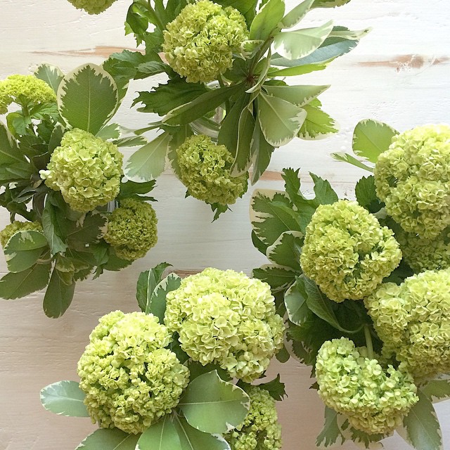 Trader Joe's Flowers