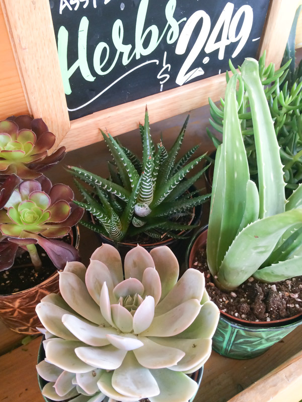 Trader Joe's Favorites - A list of my favorite things to buy from Trader Joe's.