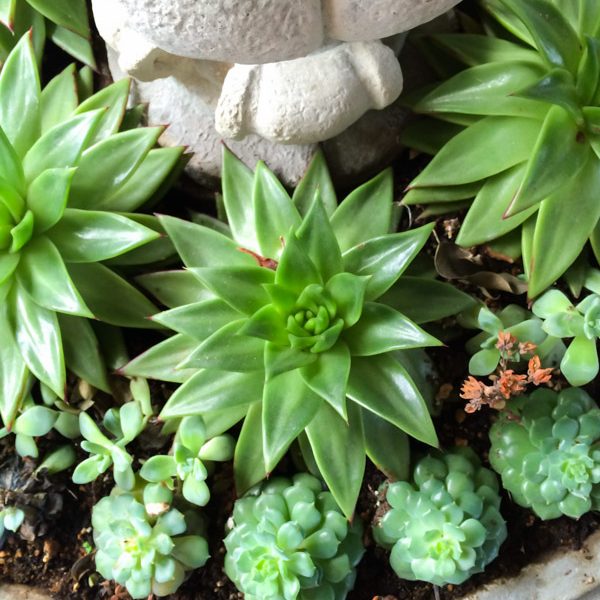 Succulents