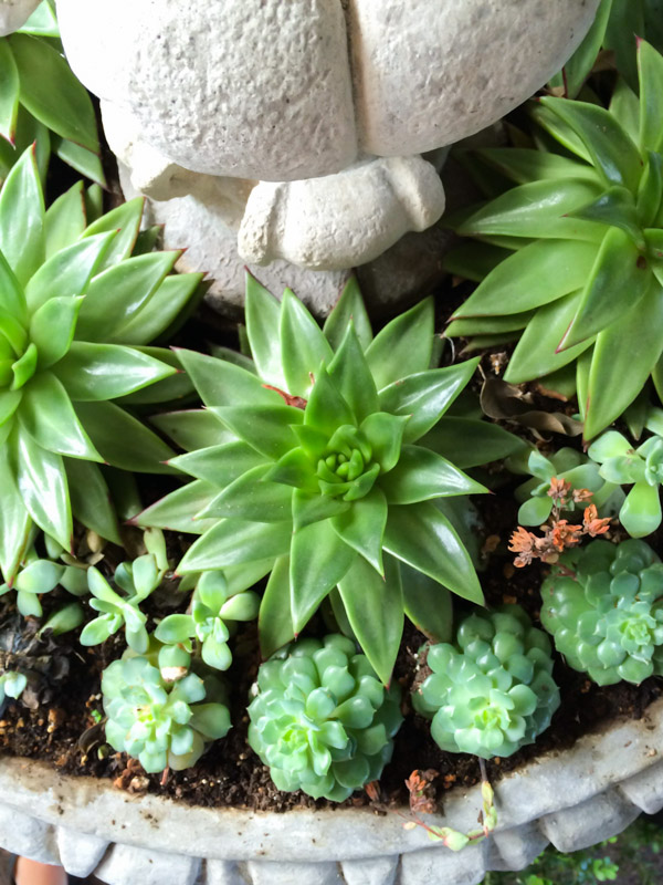 Succulents