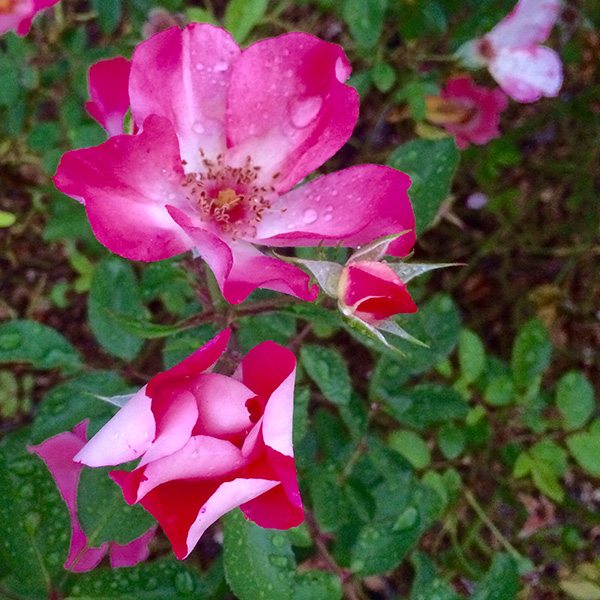 Roses in the Rain